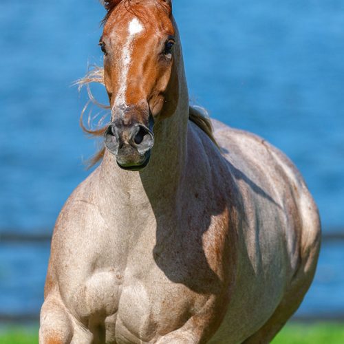 25f_MARQUESINE-TEARS-FSF