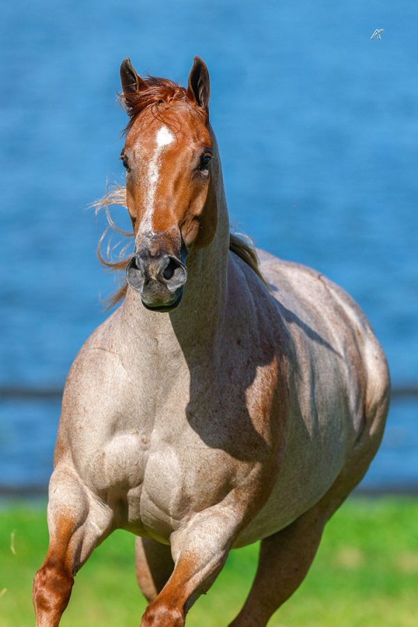 25f_MARQUESINE-TEARS-FSF