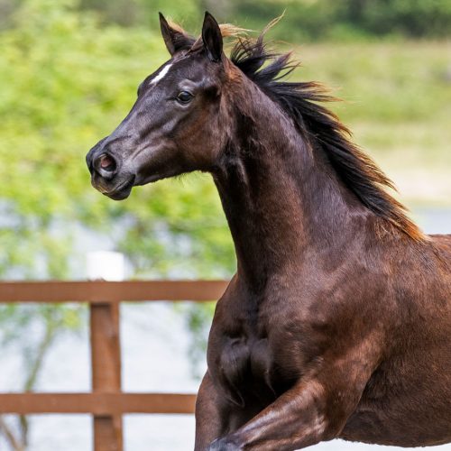 FTI-VALENTINA-HOLLAND_2