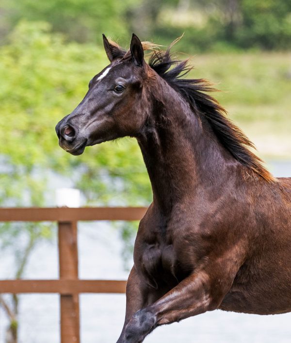 FTI-VALENTINA-HOLLAND_2