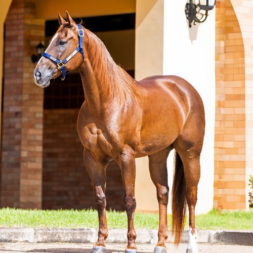 HENRYETA-LITTLER_3_1